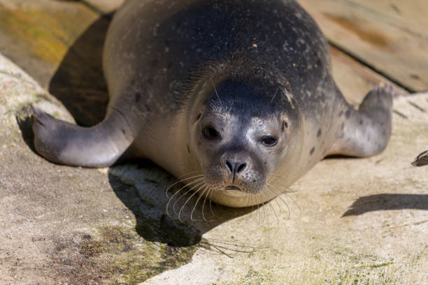 istock a young seal lies on stone underground 913001568