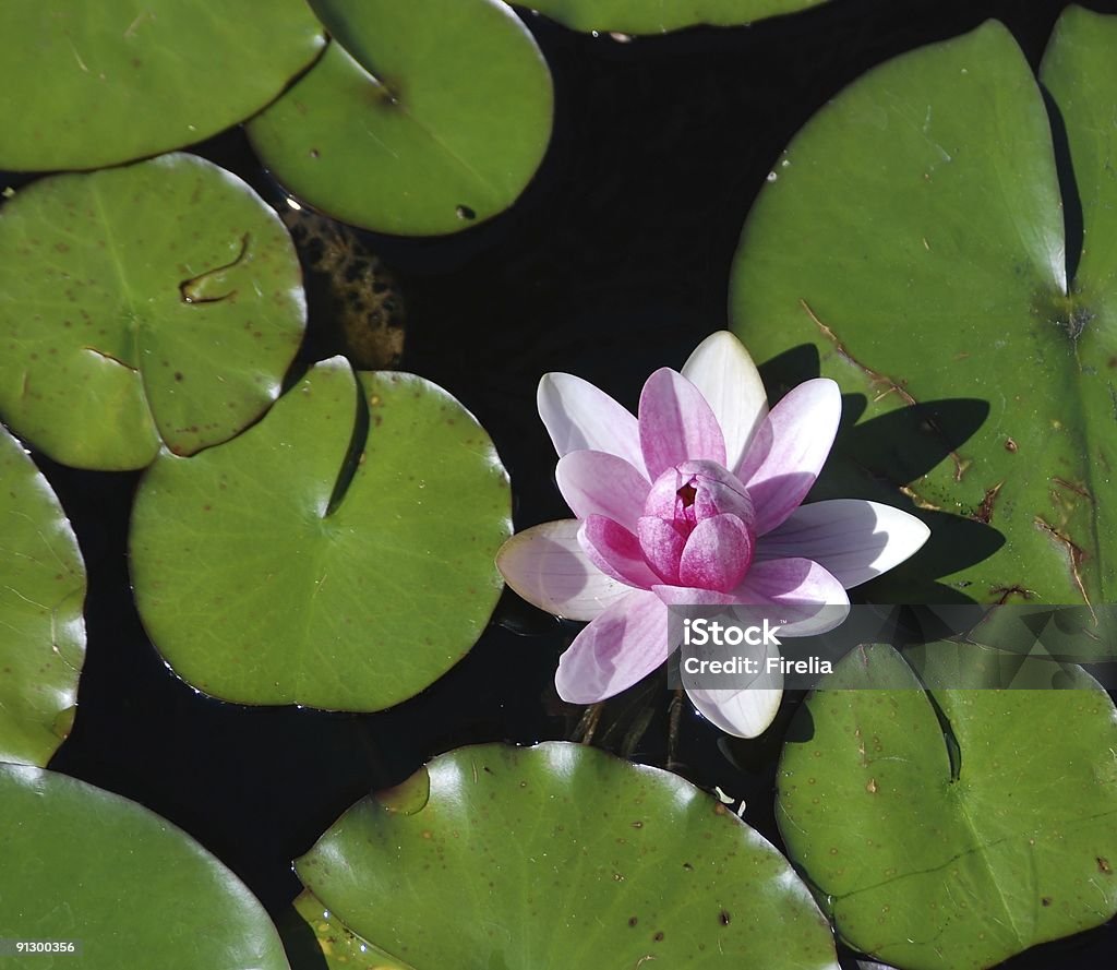 Pink water-lily  Aquatic Organism Stock Photo