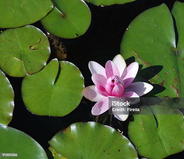 Pink Waterlily Stock Photo - Download Image Now - Aquatic Organism, Beauty In Nature, Blossom