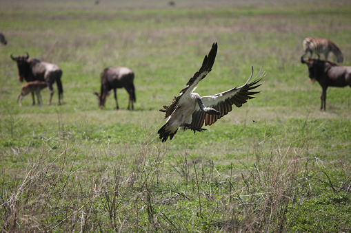 Wild Griffon Vulture Africa savannah dangerous bird
