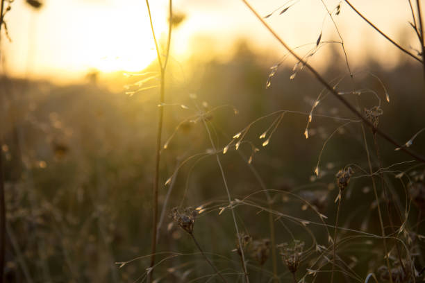 istock Plants in the Morning 913005780