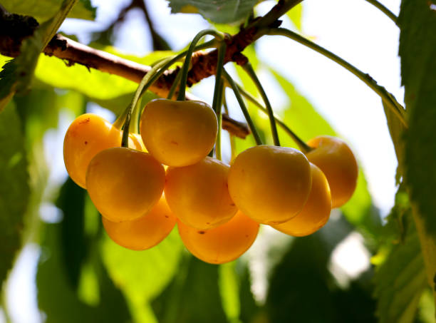 istock Yellow cherry on a tree, from Armenia. 913005936