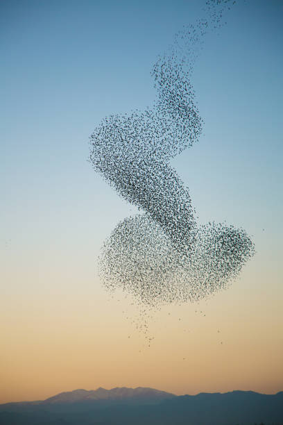 murmuration der stare über pyrenäen - vogelschwarm stock-fotos und bilder