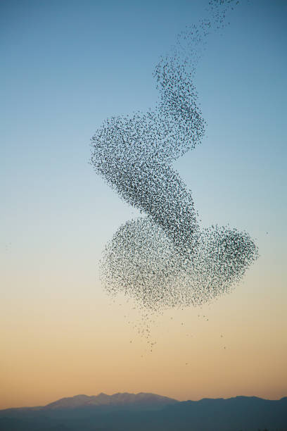 Murmuration of starlings over Pyrenees mountains Strange formations made by large group of starlings flock of birds photos stock pictures, royalty-free photos & images