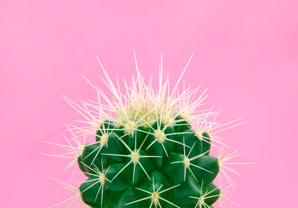 cactus de moda tropical en rosa de papel. estilo moda minimal pop art y los colores. - cactus thorns fotografías e imágenes de stock