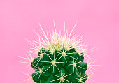 Tropical fashion cactus on pink paper background. Trendy minimal pop art style and colors.