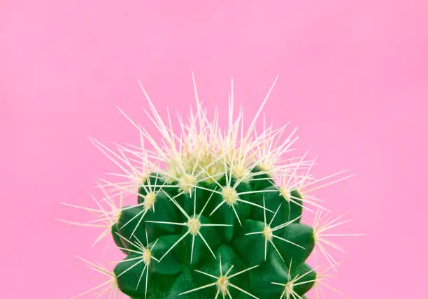 Photo of Tropical fashion cactus on pink paper background. Trendy minimal pop art style and colors.