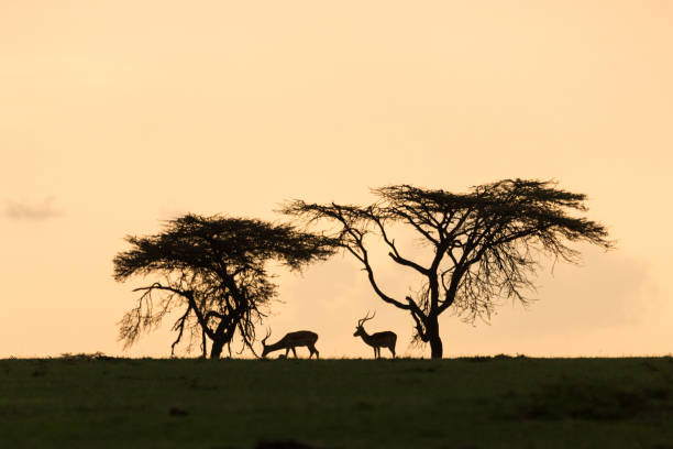 topi y árboles al atardecer - masai mara national reserve sunset africa horizon over land fotografías e imágenes de stock