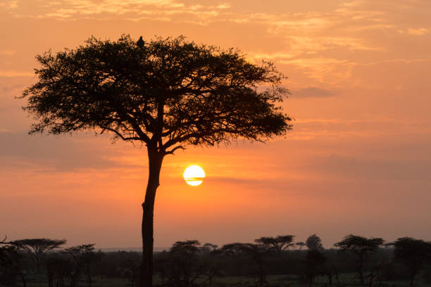 istock silhouette of bird and tree at sunrise 913010282