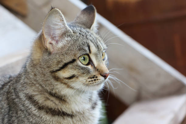 istock Gray street cat watchfully looking afar 913013124
