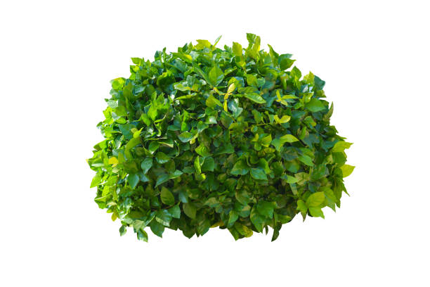 istock green bush isolated on white background. 913017674