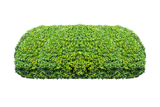 istock green bush isolated on white background. 913017958