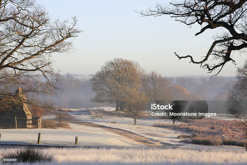 Knole Park w Kent, Anglia - Zbiór zdjęć royalty-free (Zima)