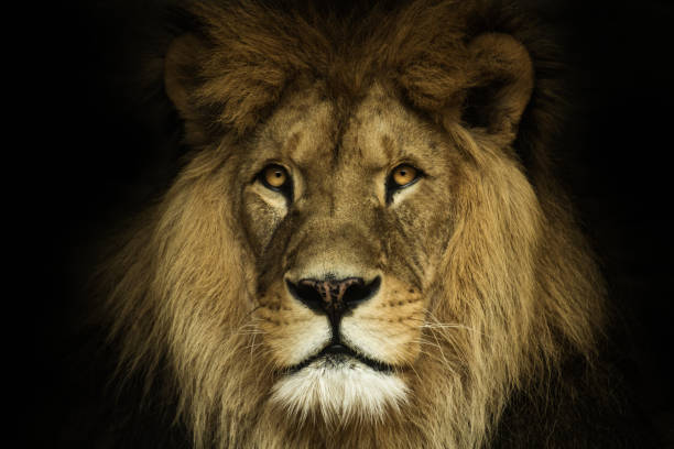 istock Natural portrait lion 913023474