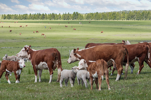 Hereford cattle with calfs grazing green pasture