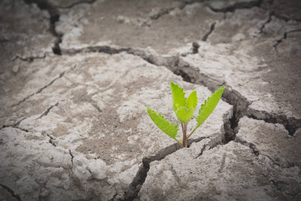 istock Green young plant growing on the ground. 913031138