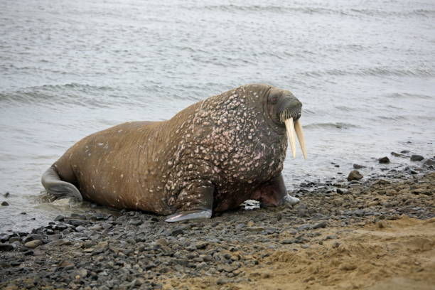 istock Walruses in the sea 913041632