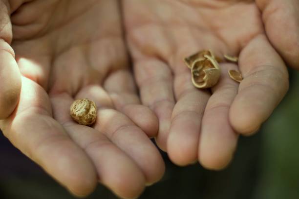 istock Man holding a hazelnut.Shallow depth of focus. 913042814