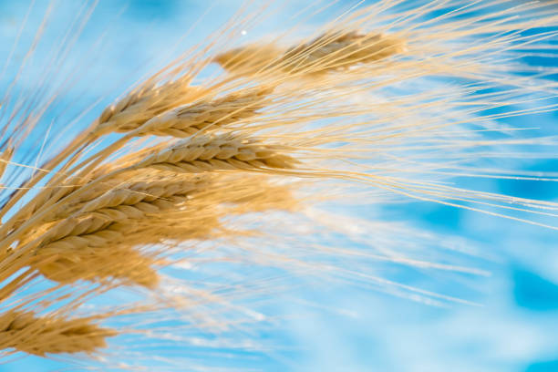 istock Close-Up Of Wheat Plant Against Sky 913043392