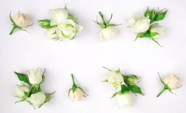 istock White rose flowers arrangement. 913047712