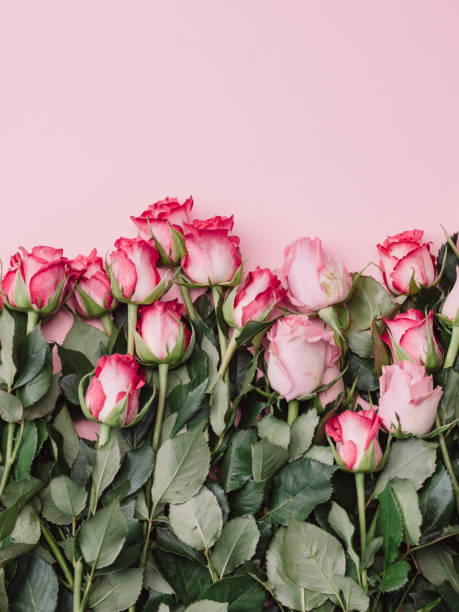 istock Roses background of pink roses ready borders for valentine 913053880