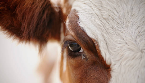 istock Eyes red cow and the fly 913054068