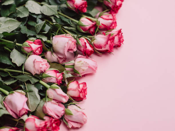 istock Roses background of pink roses ready borders for valentine 913055282