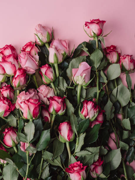 istock Roses background of pink roses ready borders for valentine 913055634