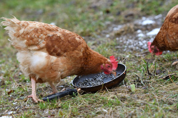 istock domestic chicken eating together on the grass farm 913056150