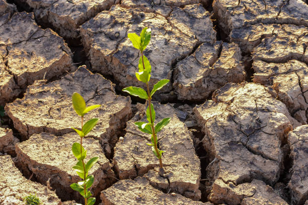 istock Small trees on arid and cracked ground. 913061946