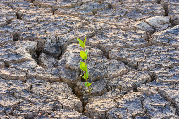 istock Small trees on arid and cracked ground. 913061964