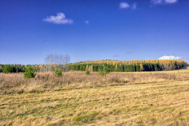 istock Autumn landscape sloping meadow on a background of forest and mountains 913062172
