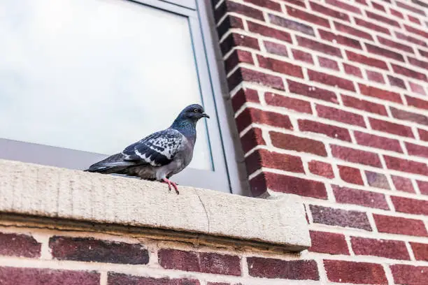 Photo of Closeup of one pigeon sitting on windowsill of brick building window in Brooklyn, NYC, New York City urban, funny expression