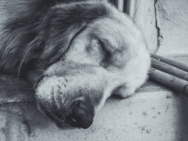 istock Dog sitting waiting for the boss 913062764