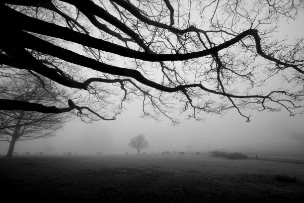 istock Knole Park in Kent, England 91306391