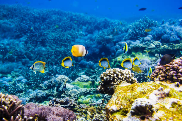 Tropical yellow fish and corals on reef in Indian ocean.