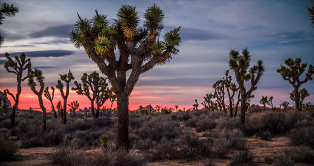 istock Joshua Trees in the desert at twilight 913068626