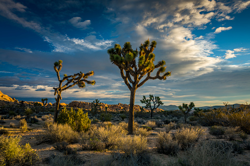 Joshua tree campsite