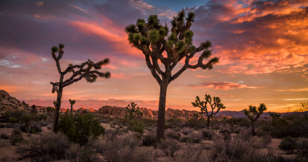Joshua Tree desert landscape at Sunset Desert with Joshua Trees under spectacular sunrise sky. Colourful clouds and boulders illuminated by the first warm sunlight. mojave desert stock pictures, royalty-free photos & images