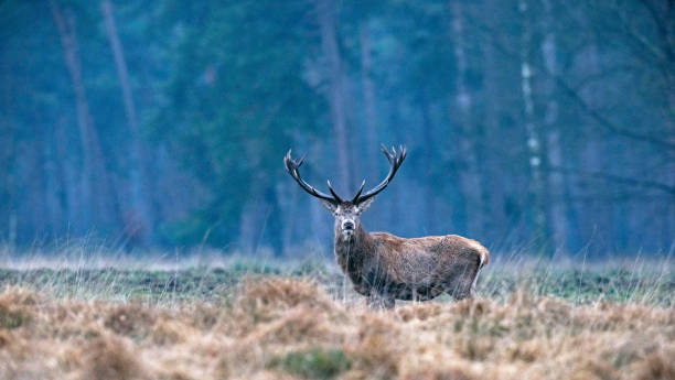 istock Solitary red deer (cervus elaphus) stag in high yellow grass looking towards camera. 913068796