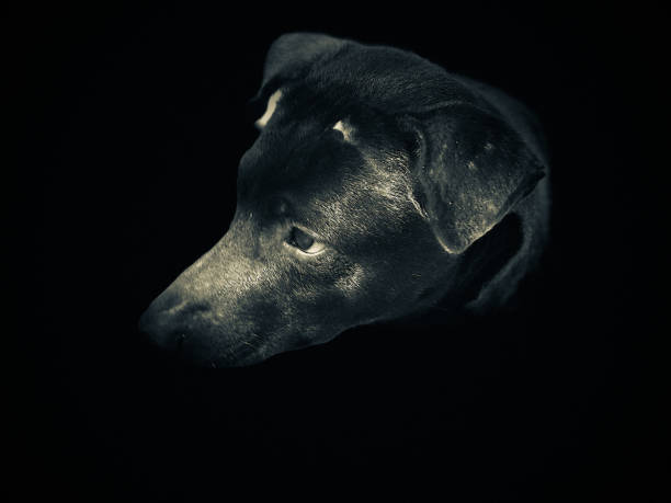 istock Dog sitting waiting for the boss 913069568