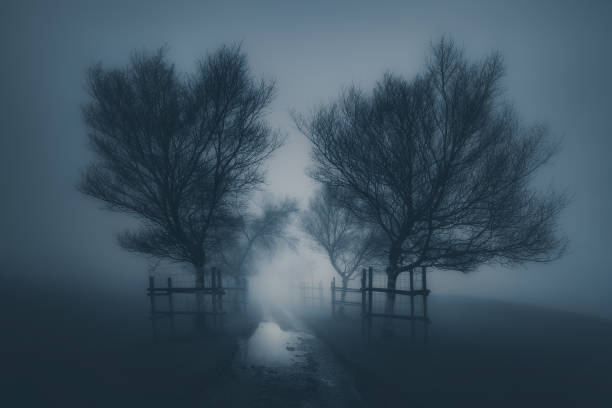 istock dark scary landscape with path surrounding by trees and fog 913072182