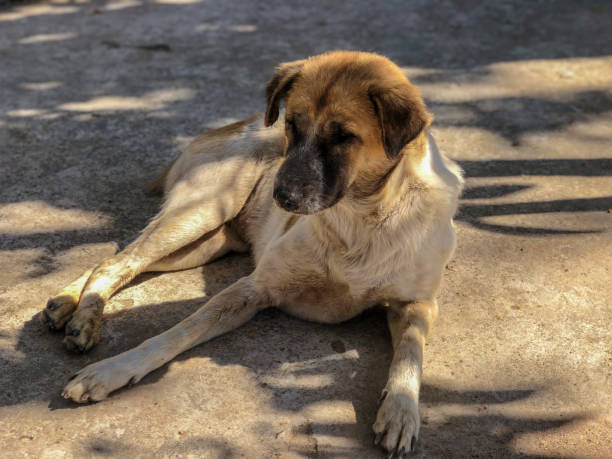 istock Dog sitting waiting for the boss 913075016