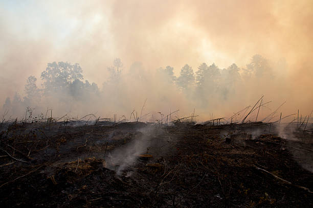 Smouldering, charred landscape after a burning fire