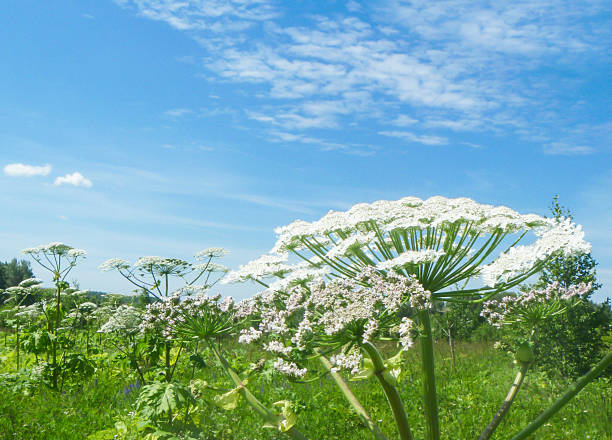 Blossom of the poisonous plant Heracleum in field on background blue sky