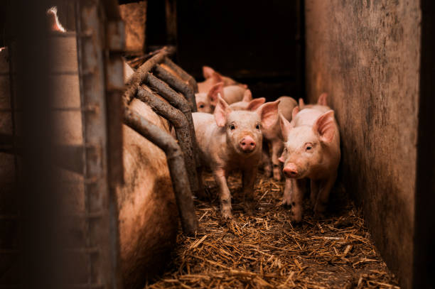 istock Pigs on the farm. Little piglets. 913076034