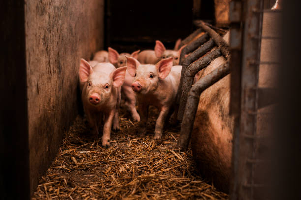 istock Little pigs in the barn 913076040