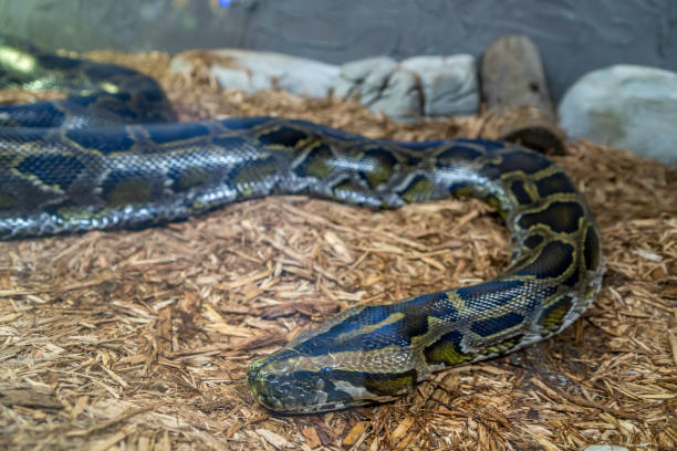 30+ Desert Ball Python Stock Photos, Pictures & Royalty-Free Images ...