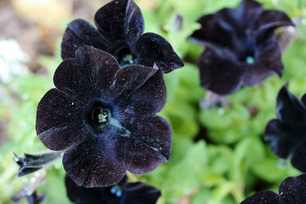 istock Black Petunias 913078412