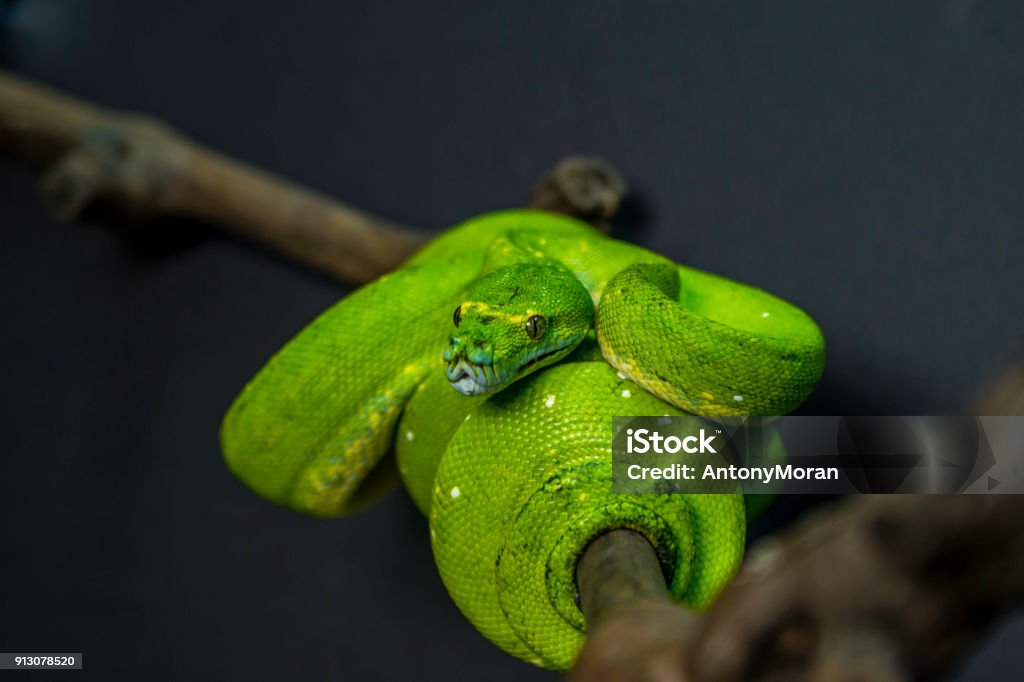Green Tree Python Stock Photo - Download Image Now - Australia, Green ...